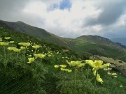 17 Anemoni sulfurei ( Pulsatilla alpina sulphurea) sul sent. 109